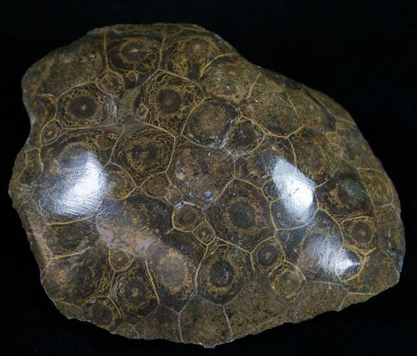 Polished Fossil Coral Head - Morocco #10395